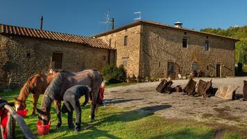 A stone building with a tiled roof, a gravel driveway, and horses grazing.