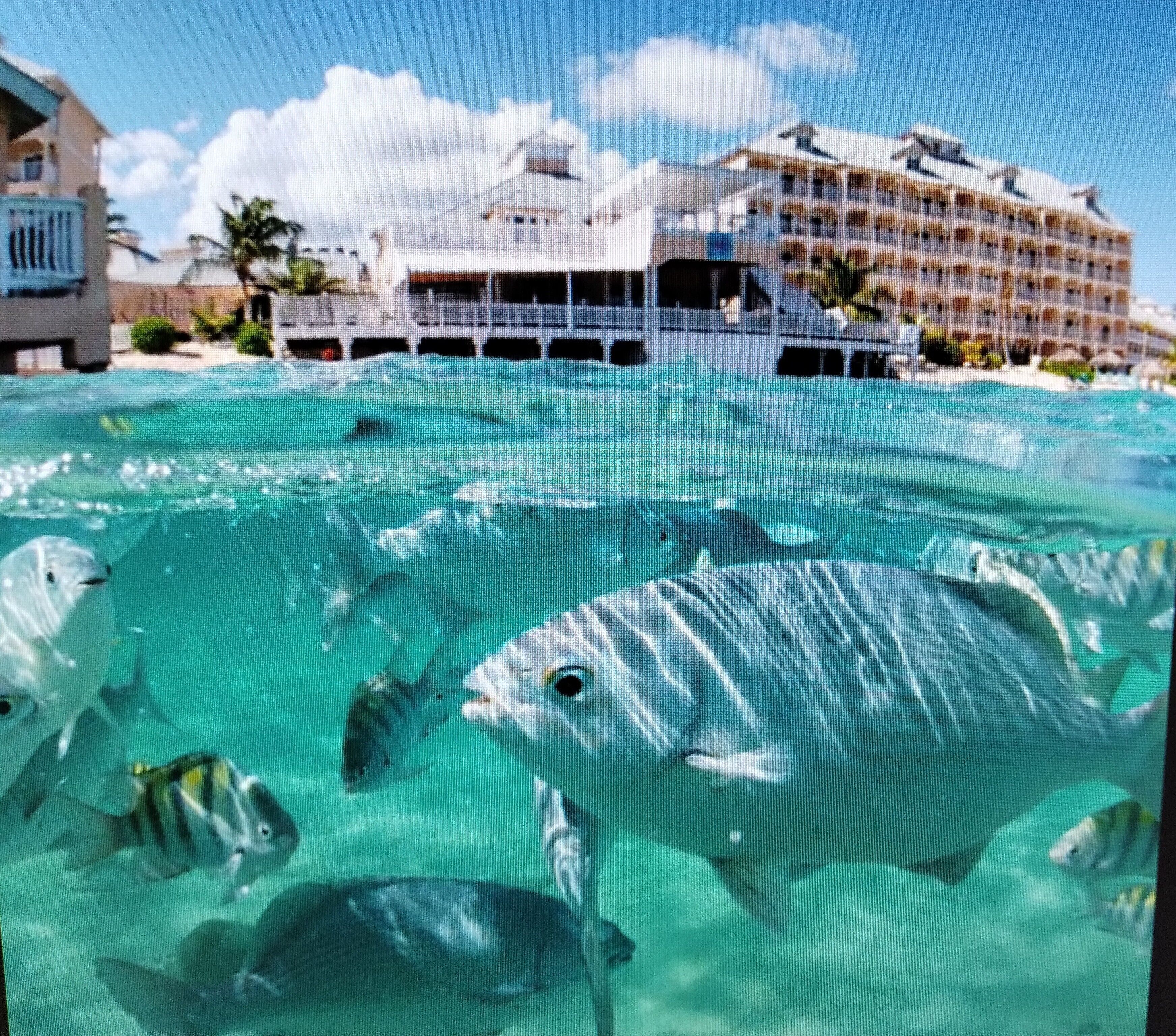 On aperçoit clairement une piscine avec plusieurs poissons, un bâtiment doté de balcons et un ciel dégagé.