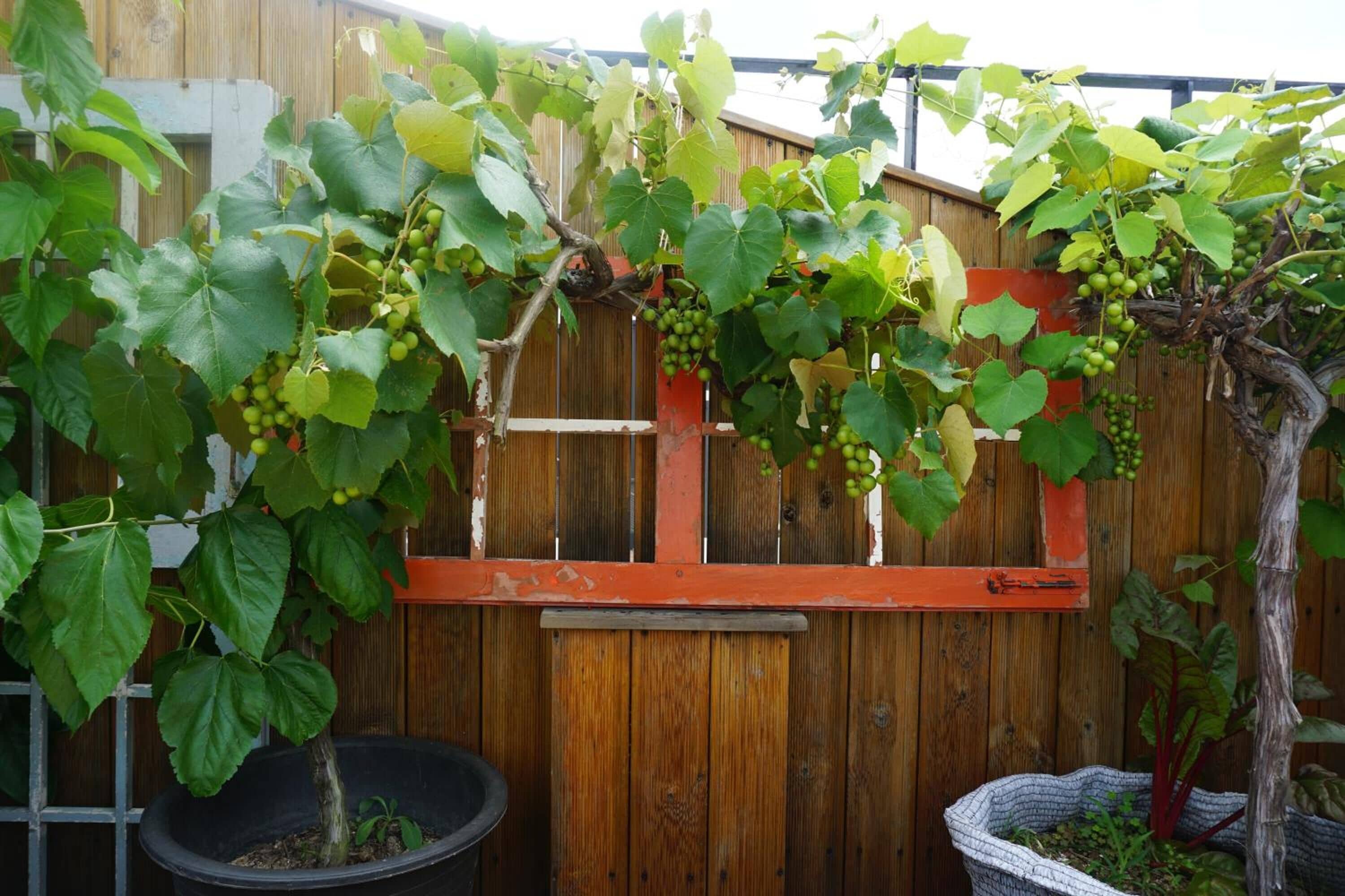 Une clôture en bois sur laquelle grimpe une vigne.