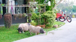 Safari fotográfico
