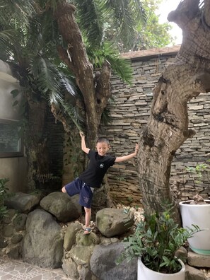 Un niño trepando a un árbol en un jardín con muros de piedra, rocas y plantas en macetas.