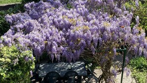Un jardin avec une table et des chaises, entouré de fleurs violettes et de verdure.