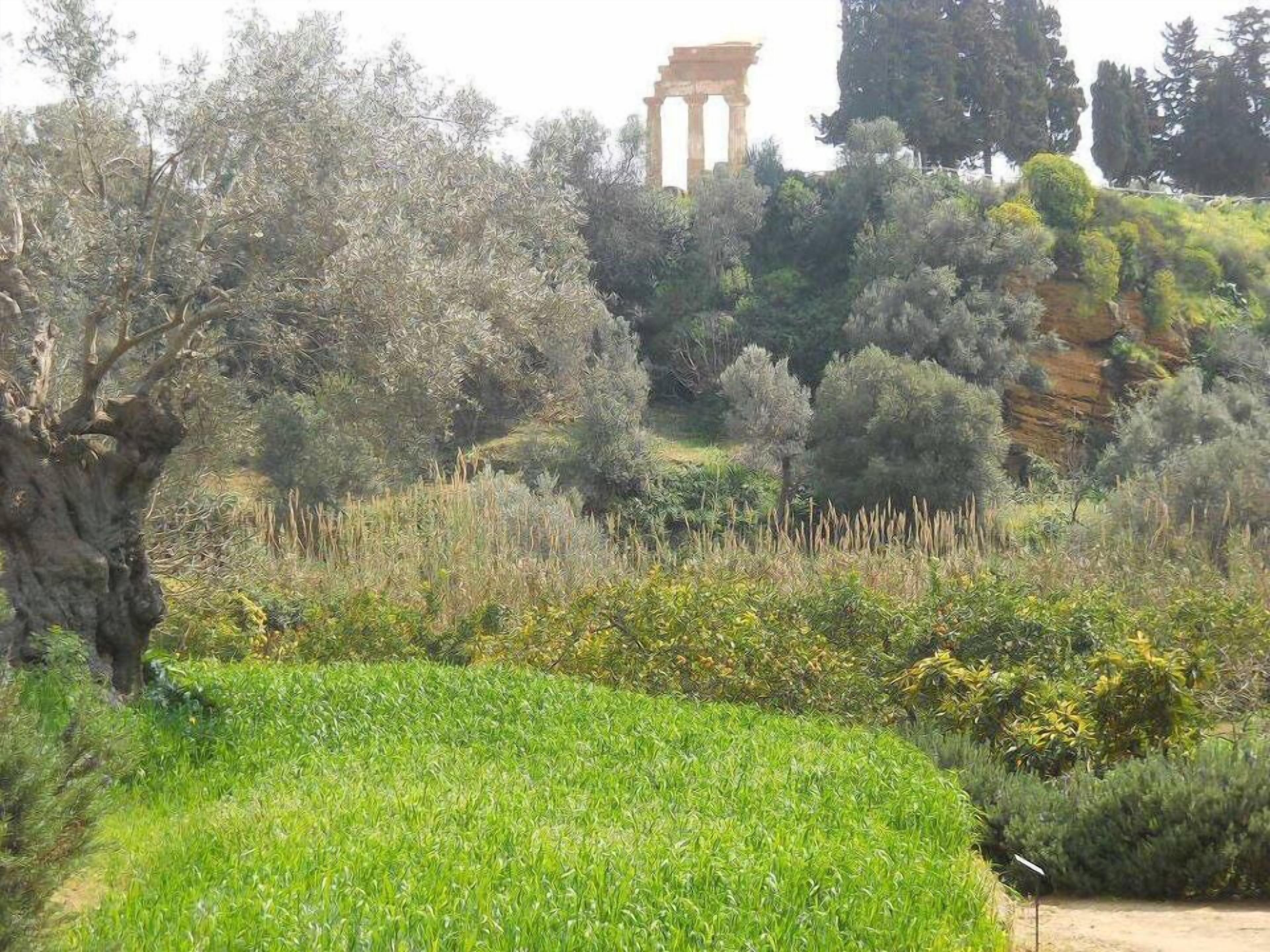 A garden with a large tree, a grassy area, and a structure resembling an ancient ruin in the background.