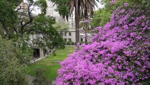 Ein Innenhof mit einem großen Busch lila Blüten, einer Palme und einem Gebäude mit vielen Fenstern im Hintergrund.