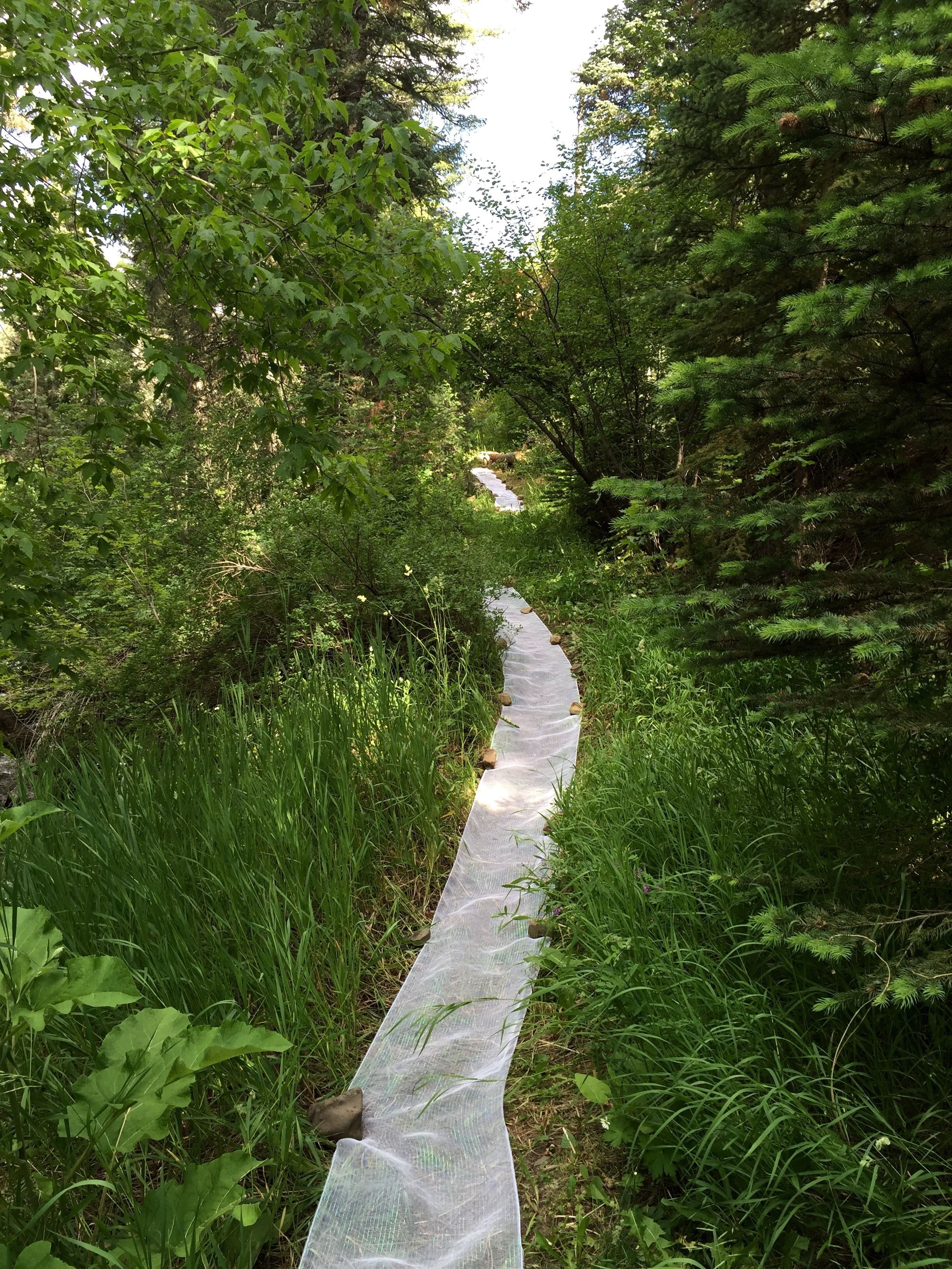 A narrow, covered pathway through a dense forest.