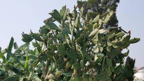 A person sitting on a bench next to a large cactus plant.