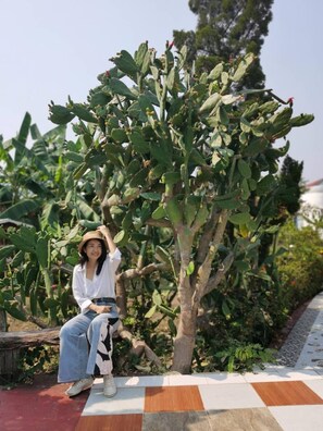 A person sitting on a bench next to a large cactus plant.
