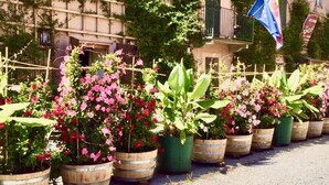 Une rangée de plantes en pot, ornées de fleurs roses, se trouve devant un bâtiment aux volets verts et sur lequel flotte un drapeau.