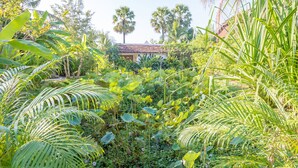 Un exuberante jardín con diversas plantas tropicales y un edificio al fondo.