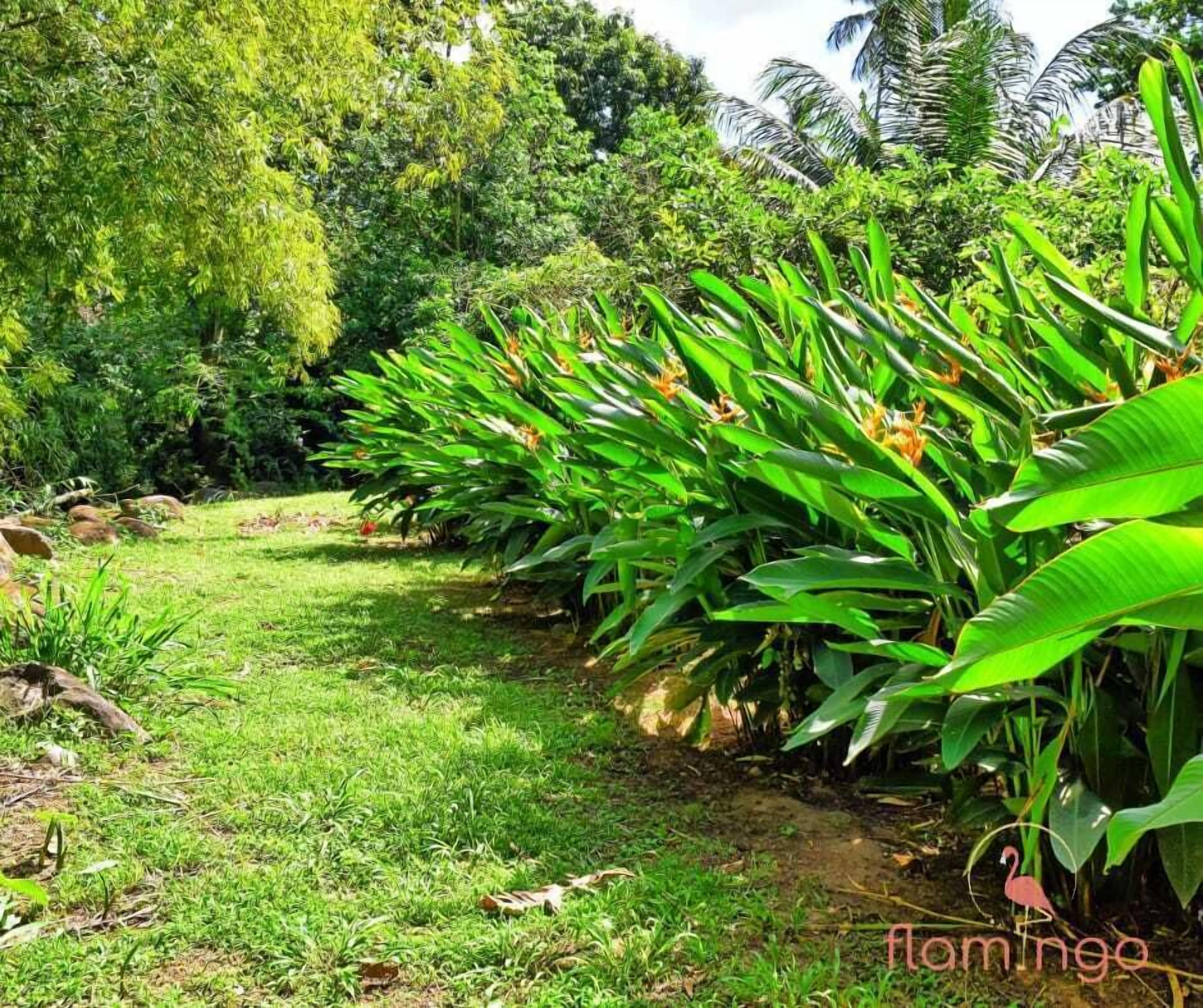 A lush garden with banana plants and palm trees.