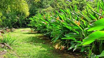 A lush garden with banana plants and palm trees.