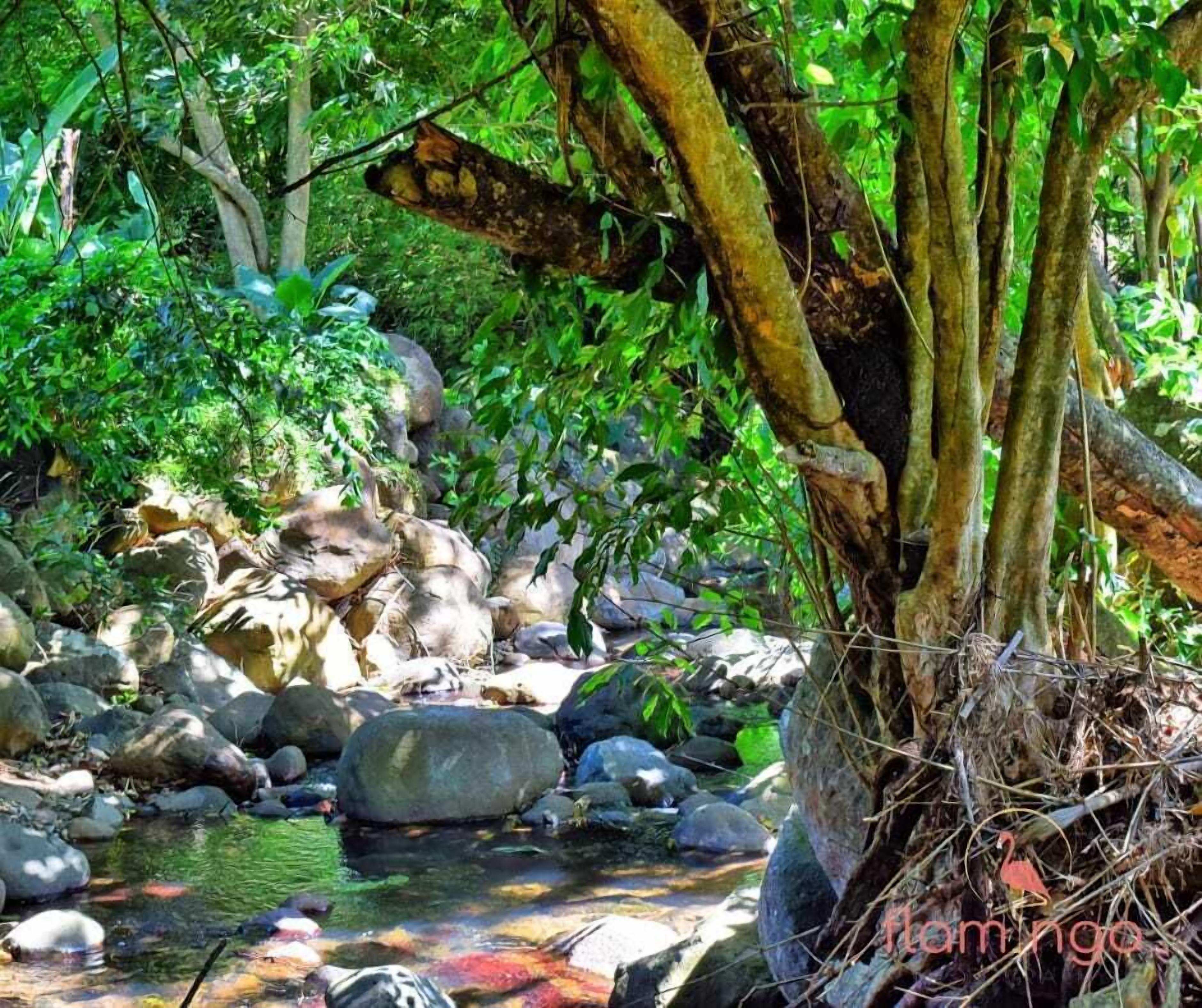 A natural outdoor setting with a stream, rocks, and dense foliage.