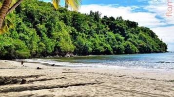 A beach with clear water, a sandy shore, and a dense green forest in the background.