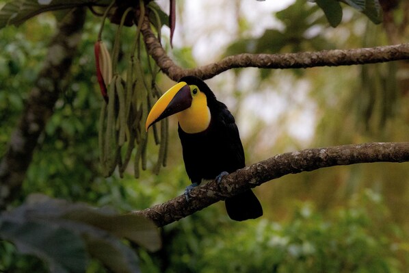 A toucan perched on a branch.