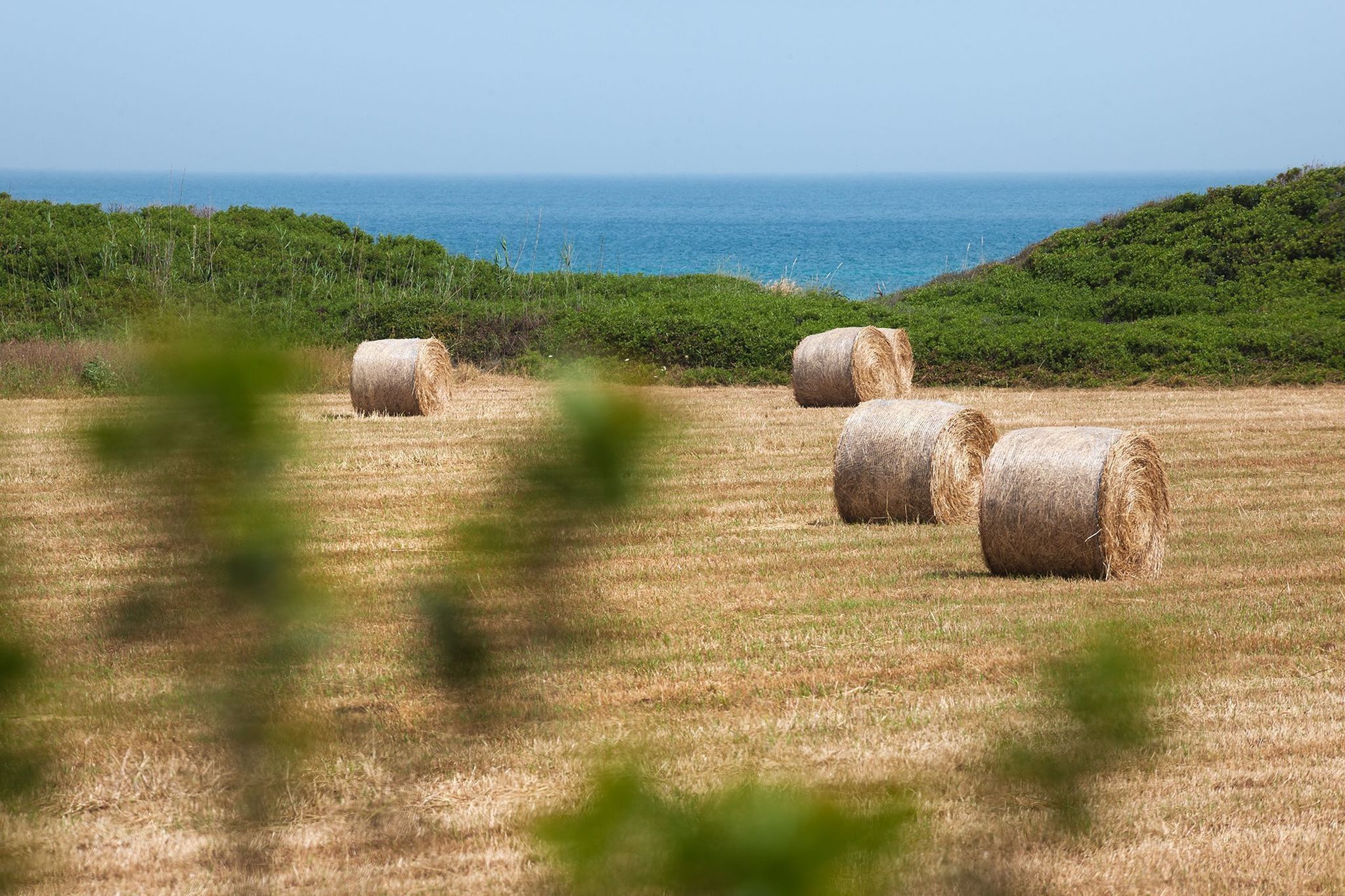 Un campo con pacas de heno y vista al océano.