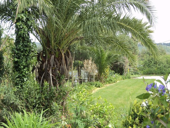 A lush garden with a variety of plants and a palm tree.
