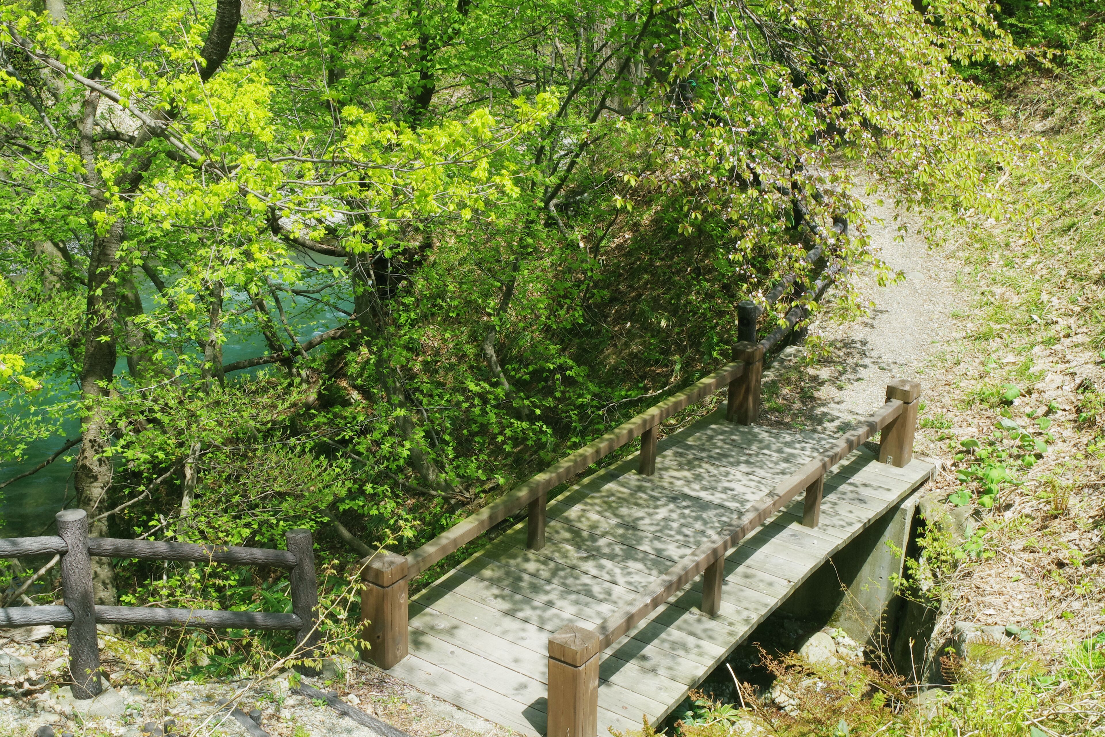 Un pont en bois doté de garde-corps, entouré d’un feuillage verdoyant et dense.