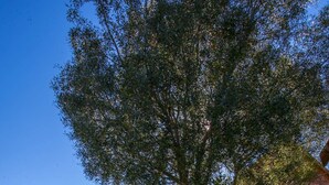 Een houten hutje met een grote boom ervoor, omringd door weelderige begroeiing en een helderblauwe lucht.