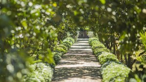 A pathway lined with neatly trimmed hedges and trees, leading to a building in the distance. - Hue Ecolodge (Hue)