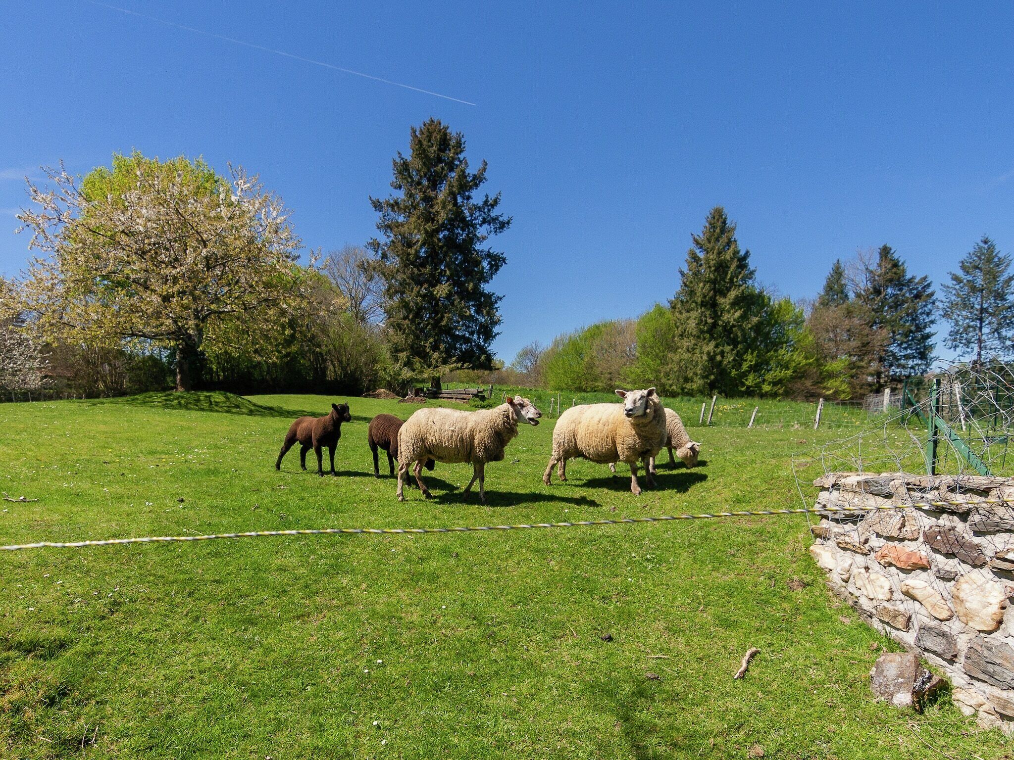 A grassy field with a stone wall and trees in the background.