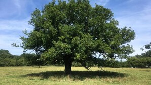 A large tree in a grassy field with a clear sky. - Remarc House Stansted (Bishop's Stortford)