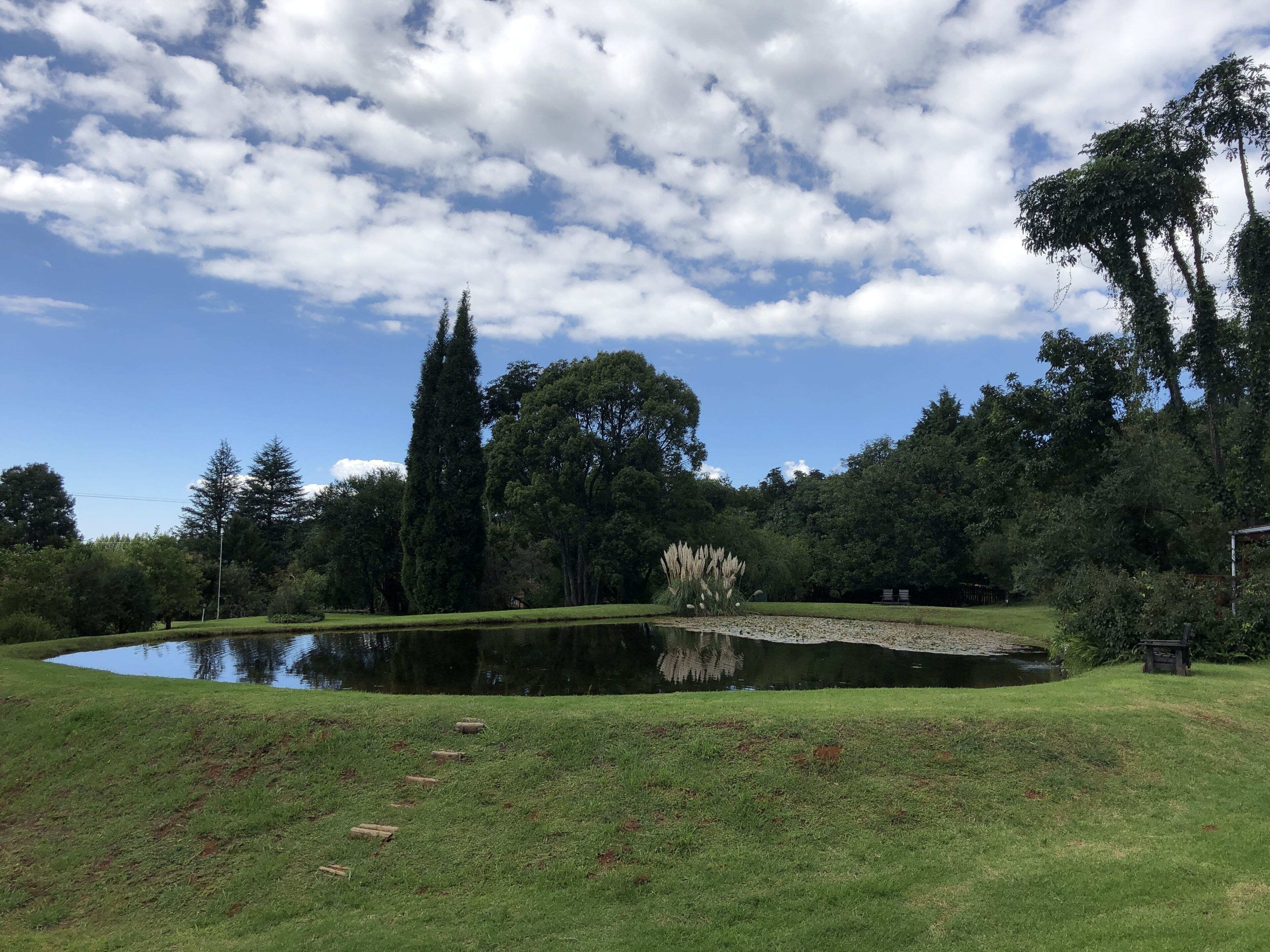 Un parc paisible avec un étang, une végétation luxuriante et de grands arbres.