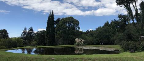 Un parque tranquilo con un estanque, abundante vegetación y altos árboles.