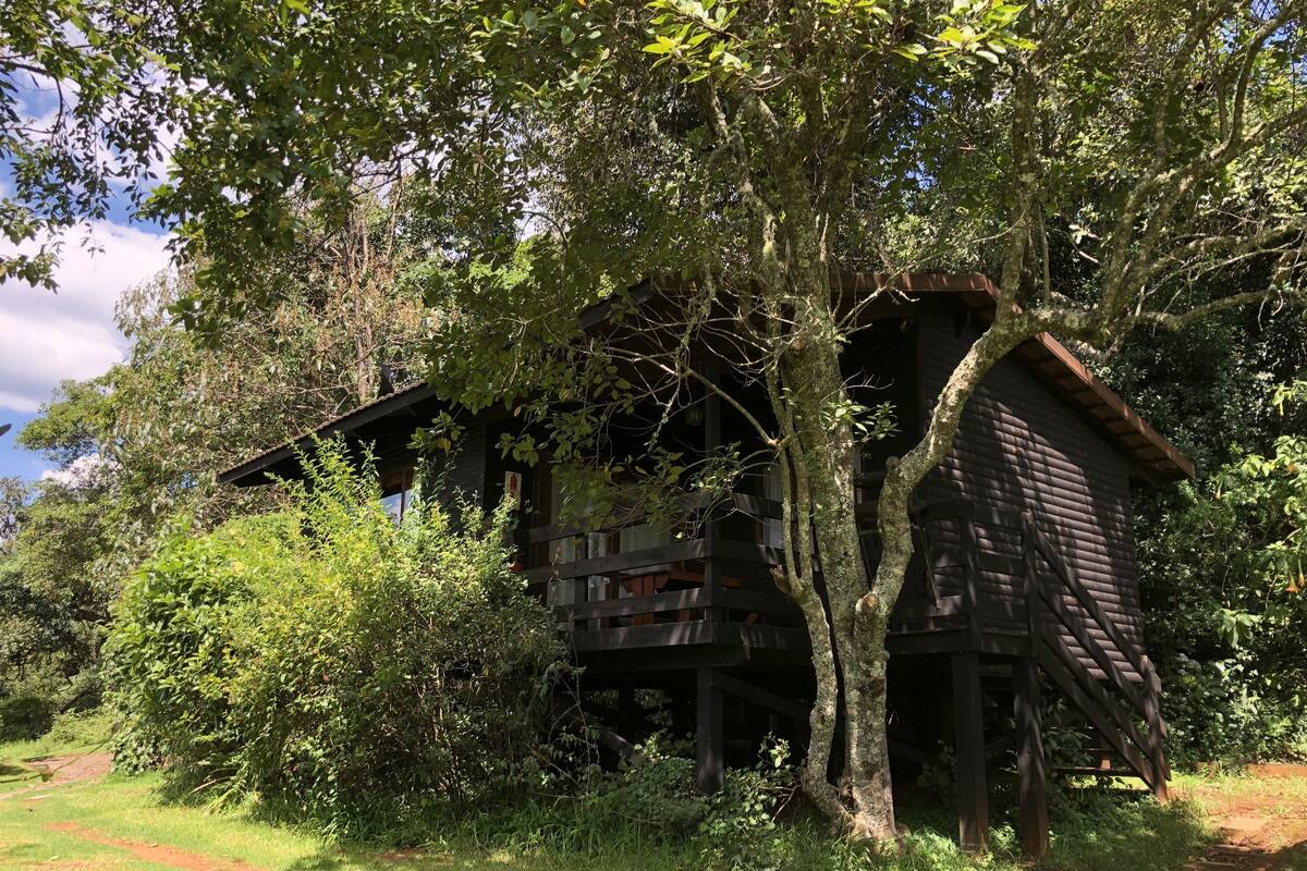A rustic wooden cabin surrounded by dense foliage, with a visible deck and a dirt path leading to it.