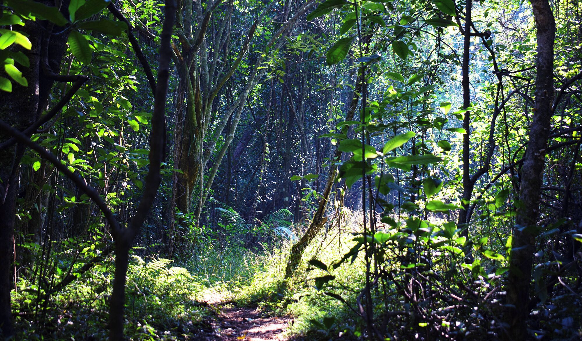 A dense forest with a narrow dirt path.