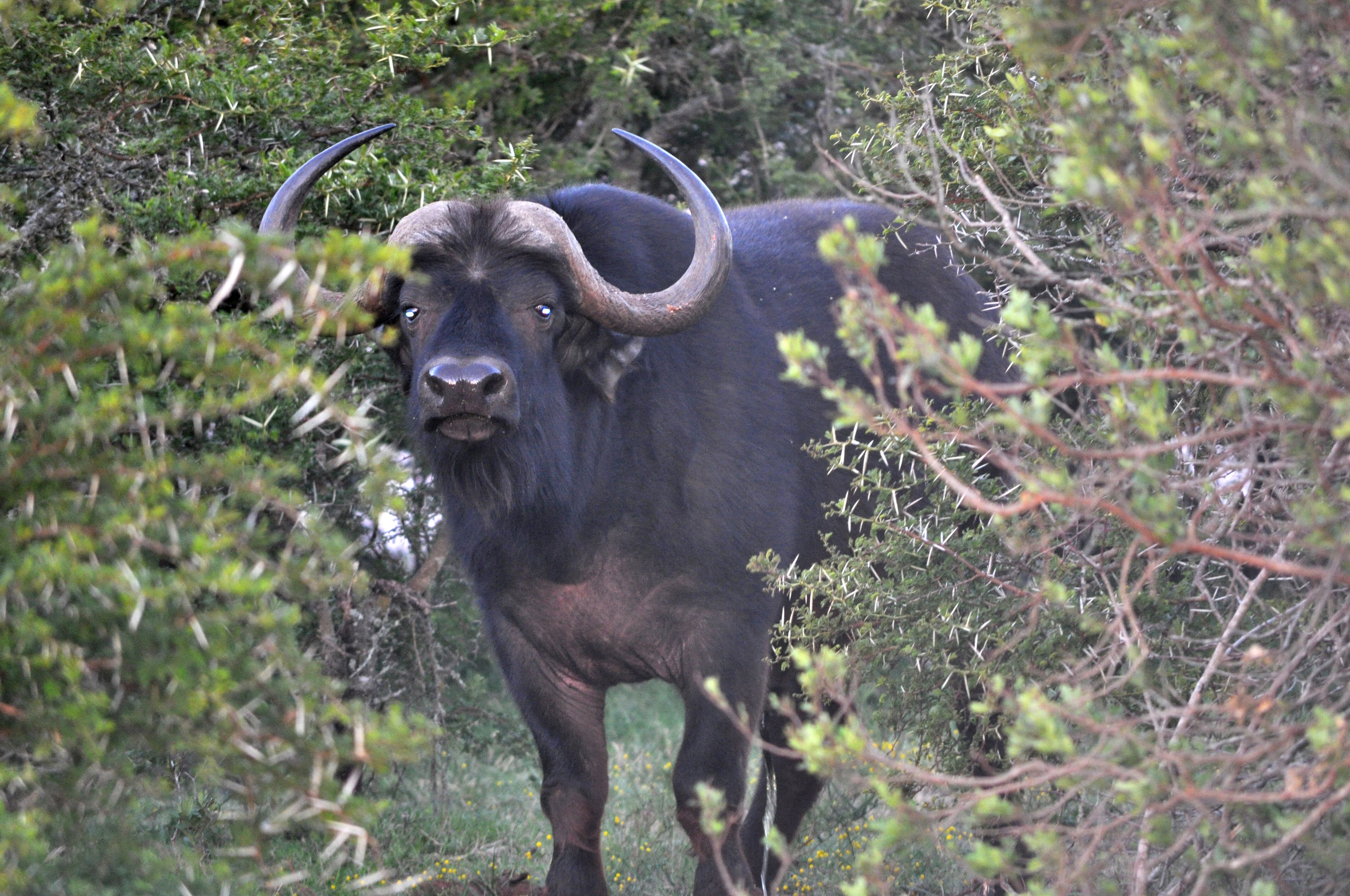 A buffalo in a natural, bushy environment.
