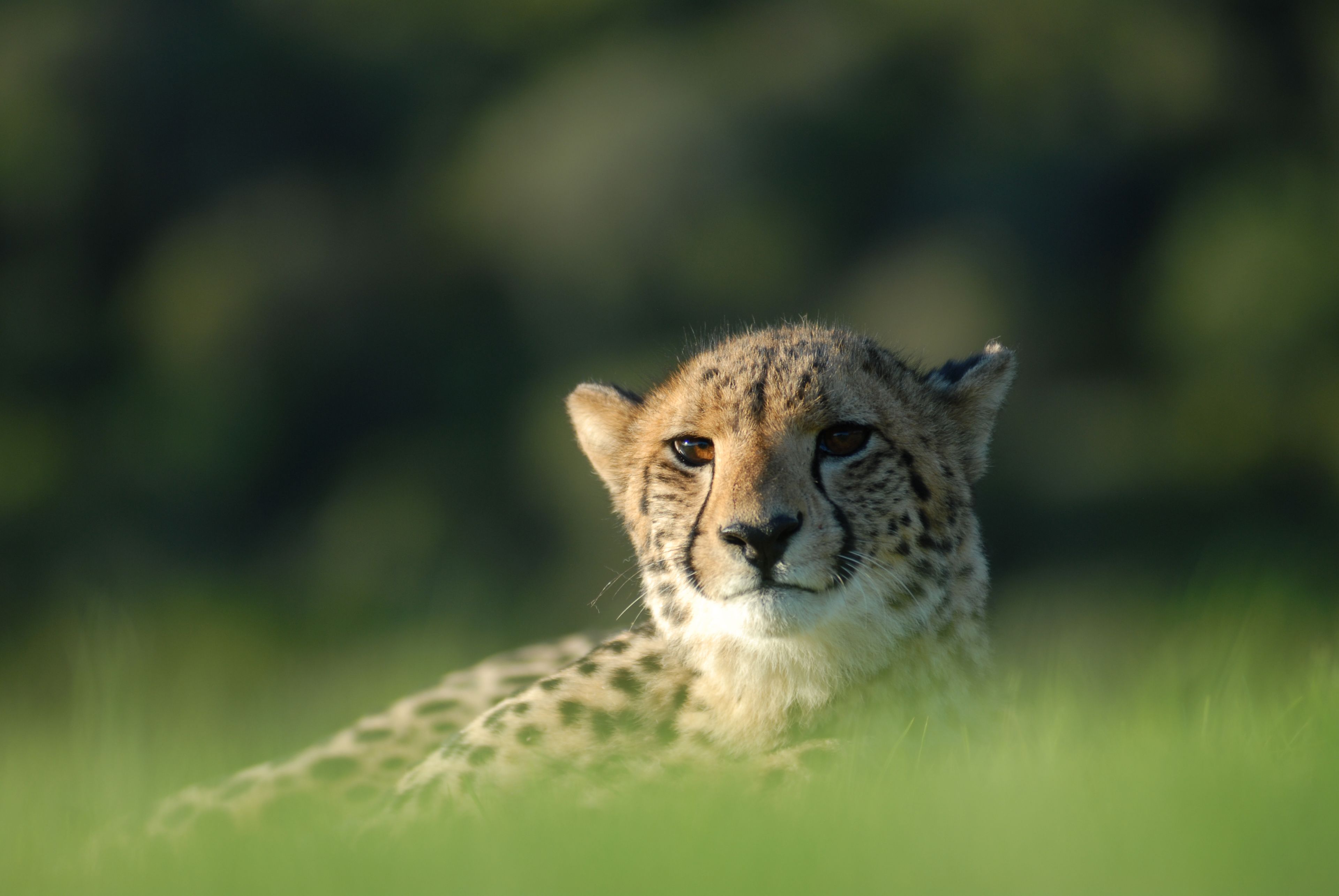 A cheetah lying in a grassy area.