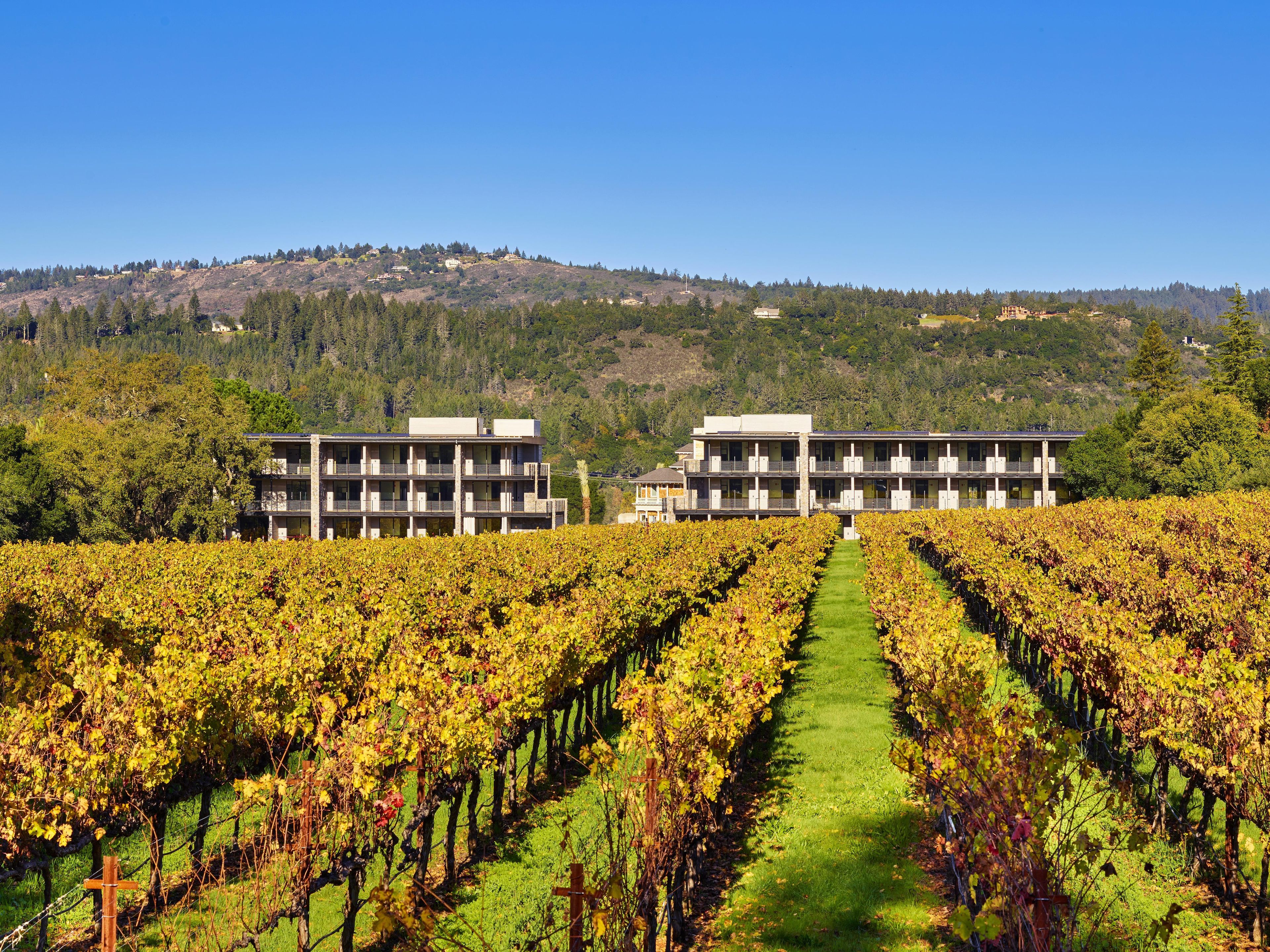 A vineyard with rows of grapevines and two modern buildings in the background.