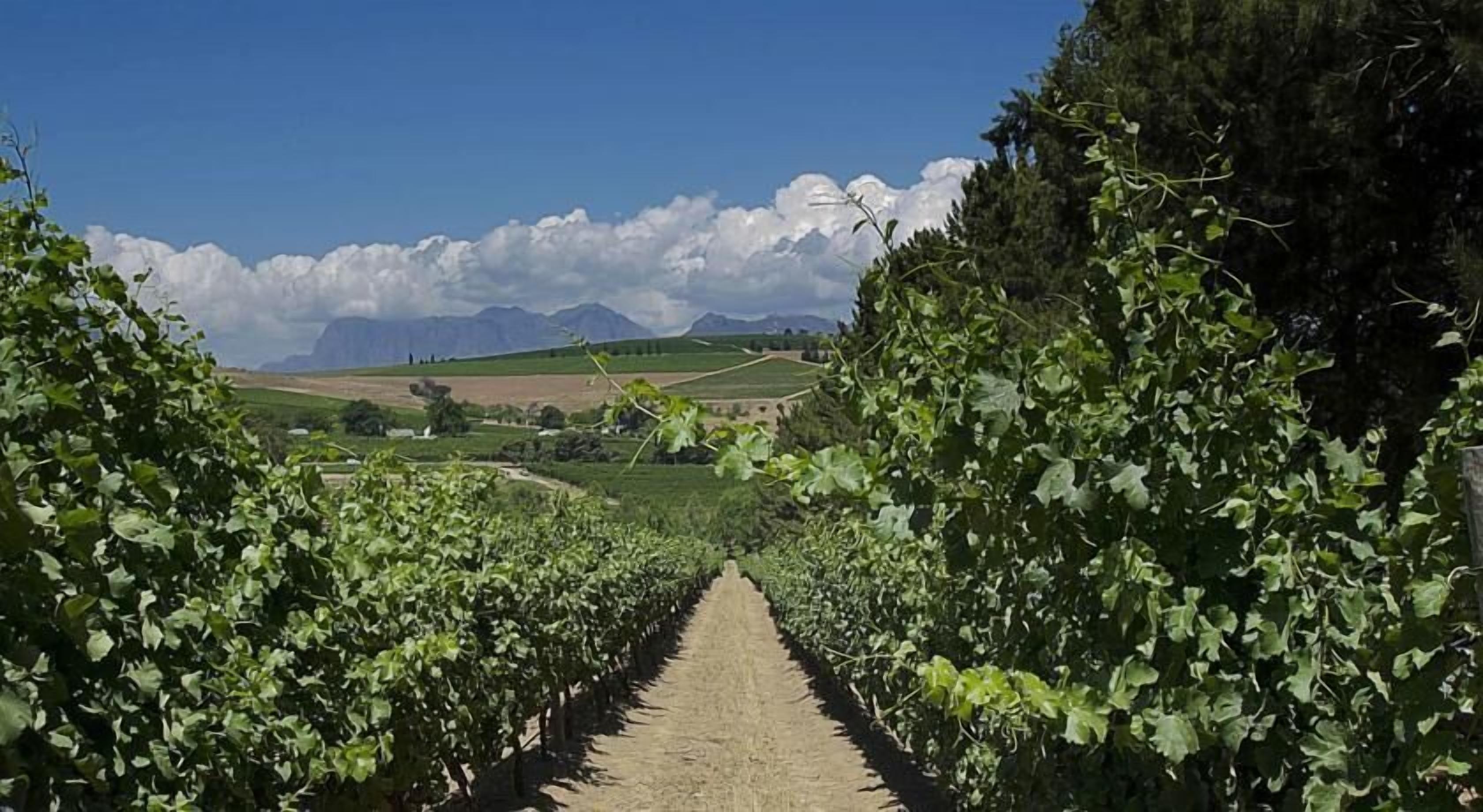 A vineyard with rows of grapevines and a clear sky.