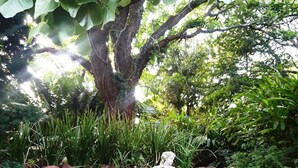 A garden with a large tree, a stone wall, and various plants. - Misty Mountains (Studholme)
