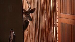 Unclassified image, 5 of 55, button - Makhato 84 Bush Lodge (Bela-Bela)