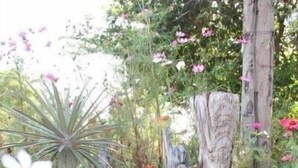 Ein Garten mit einem Holzpfosten, Kakteen und verschiedenen blühenden Pflanzen.