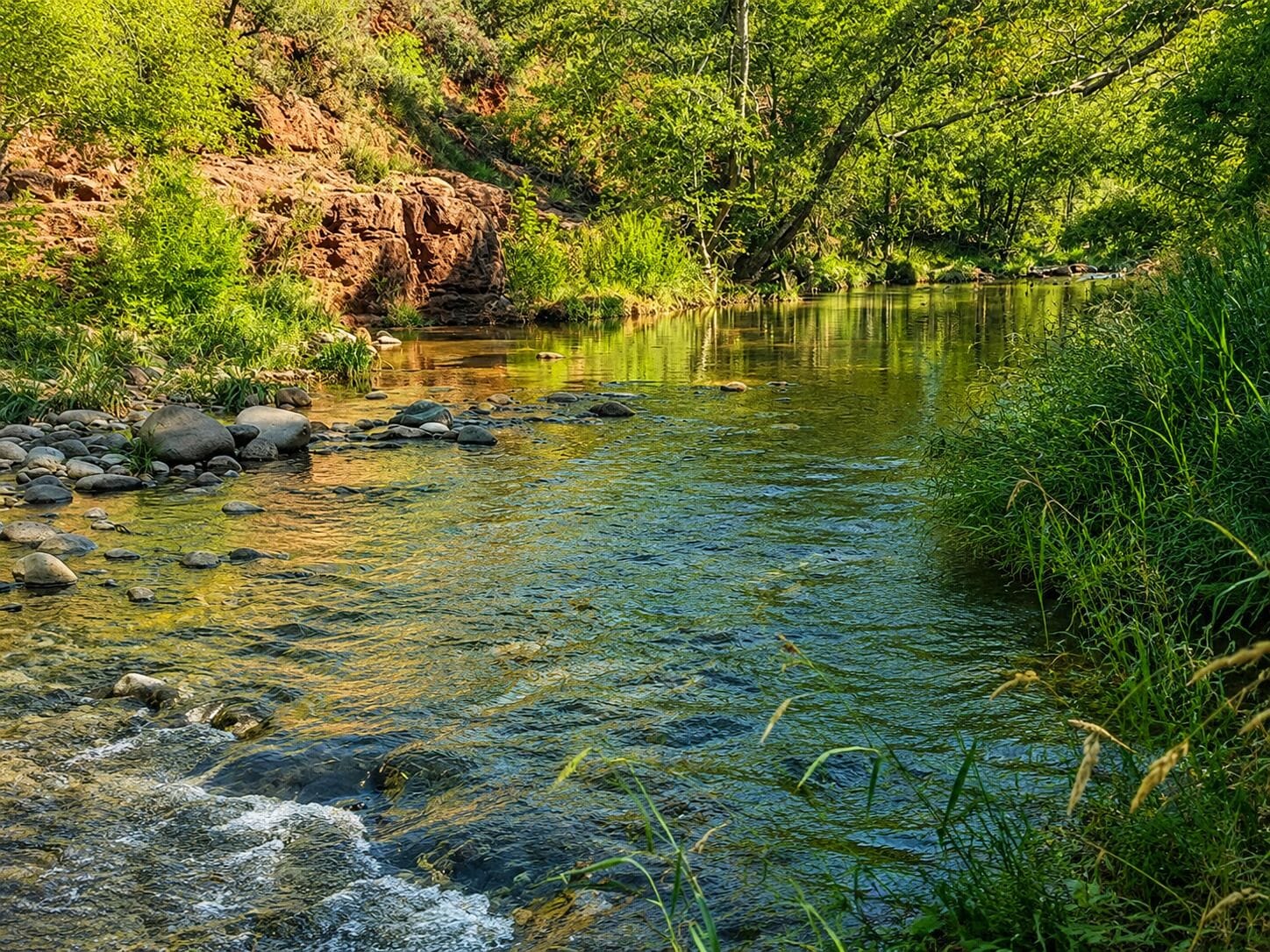 A clear stream with rocks and greenery.