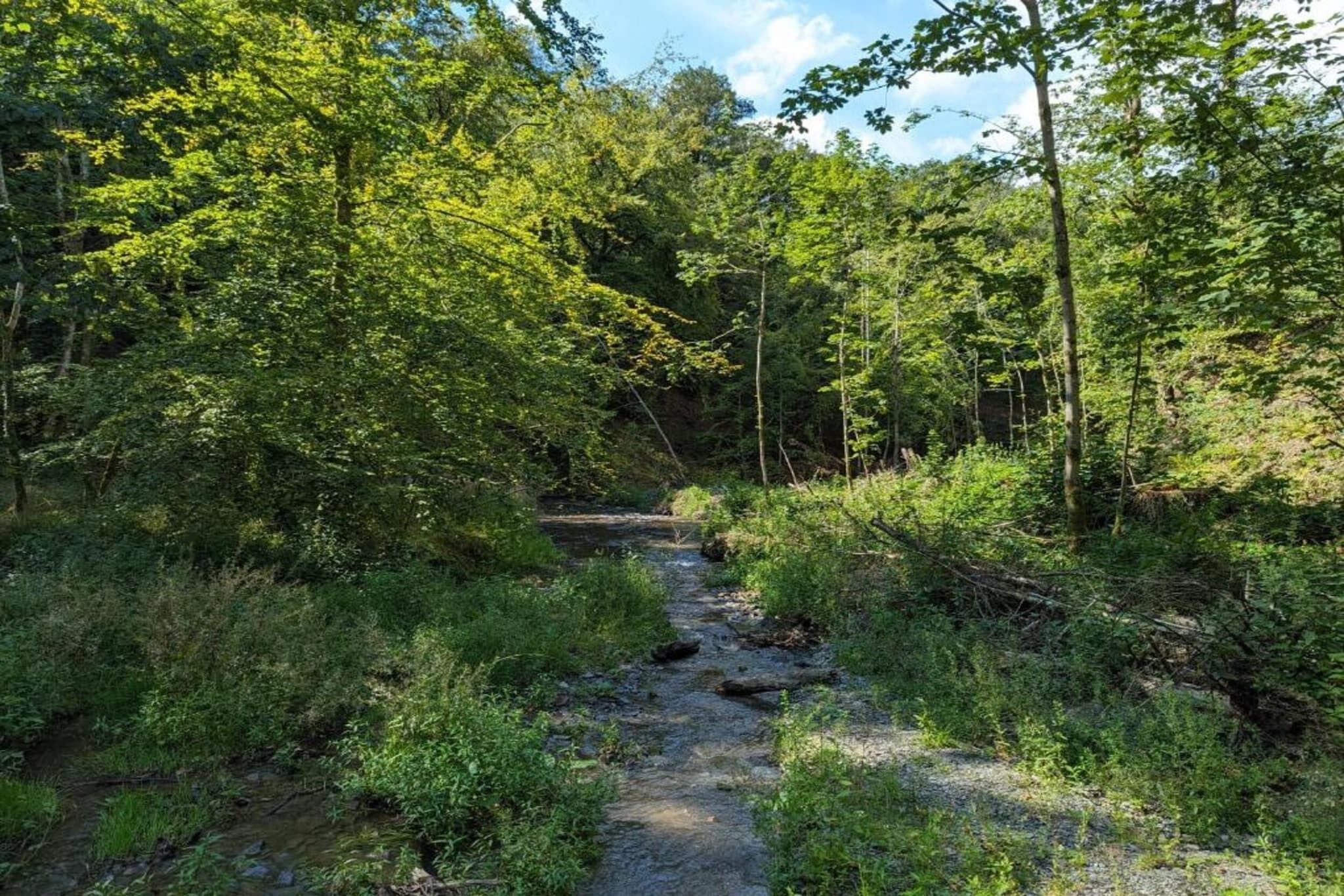 A forested area with a narrow stream running through it.