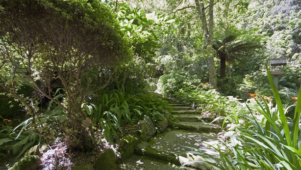 A stone pathway through a lush garden with various plants and trees.
