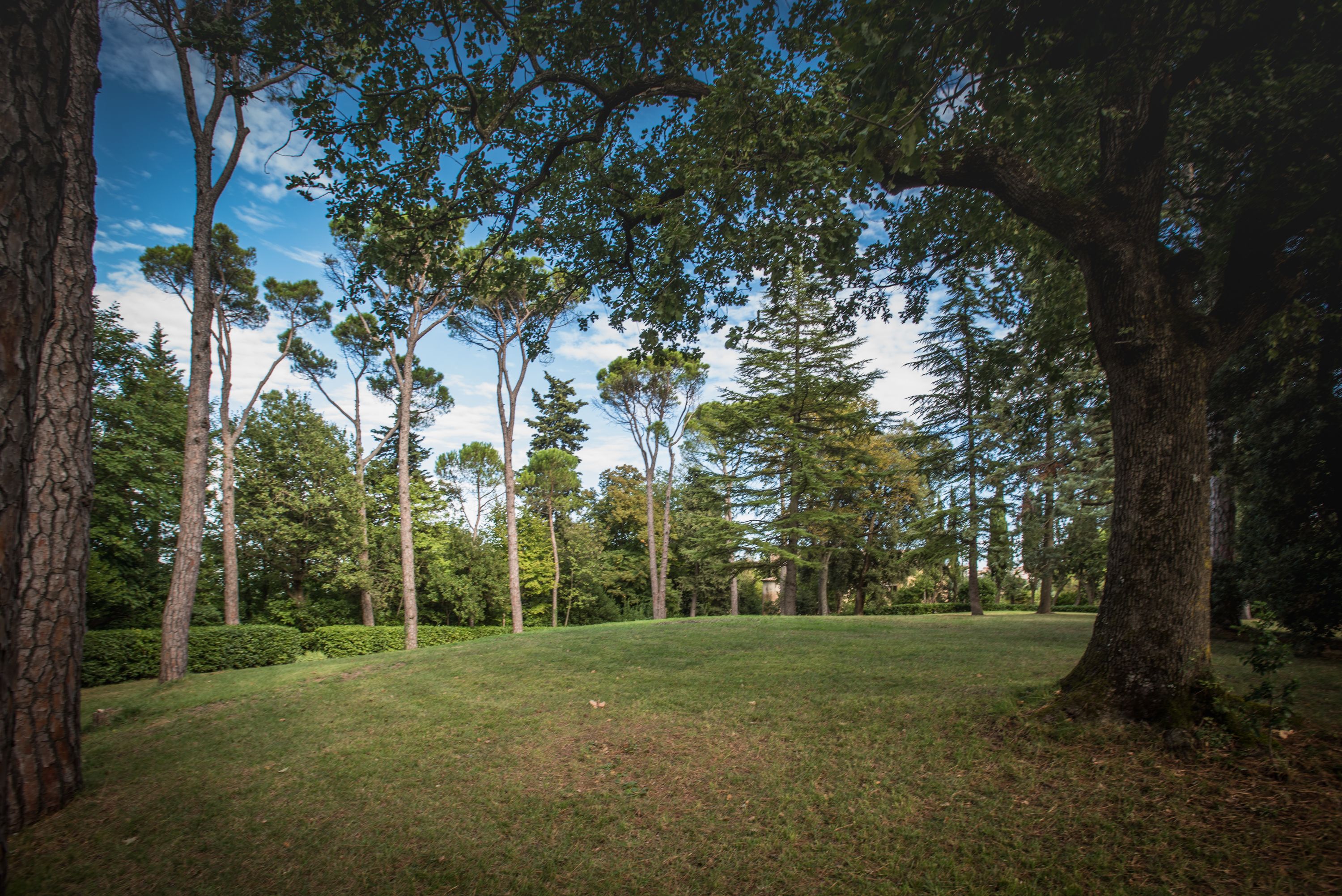 A park with tall trees and a grassy area.