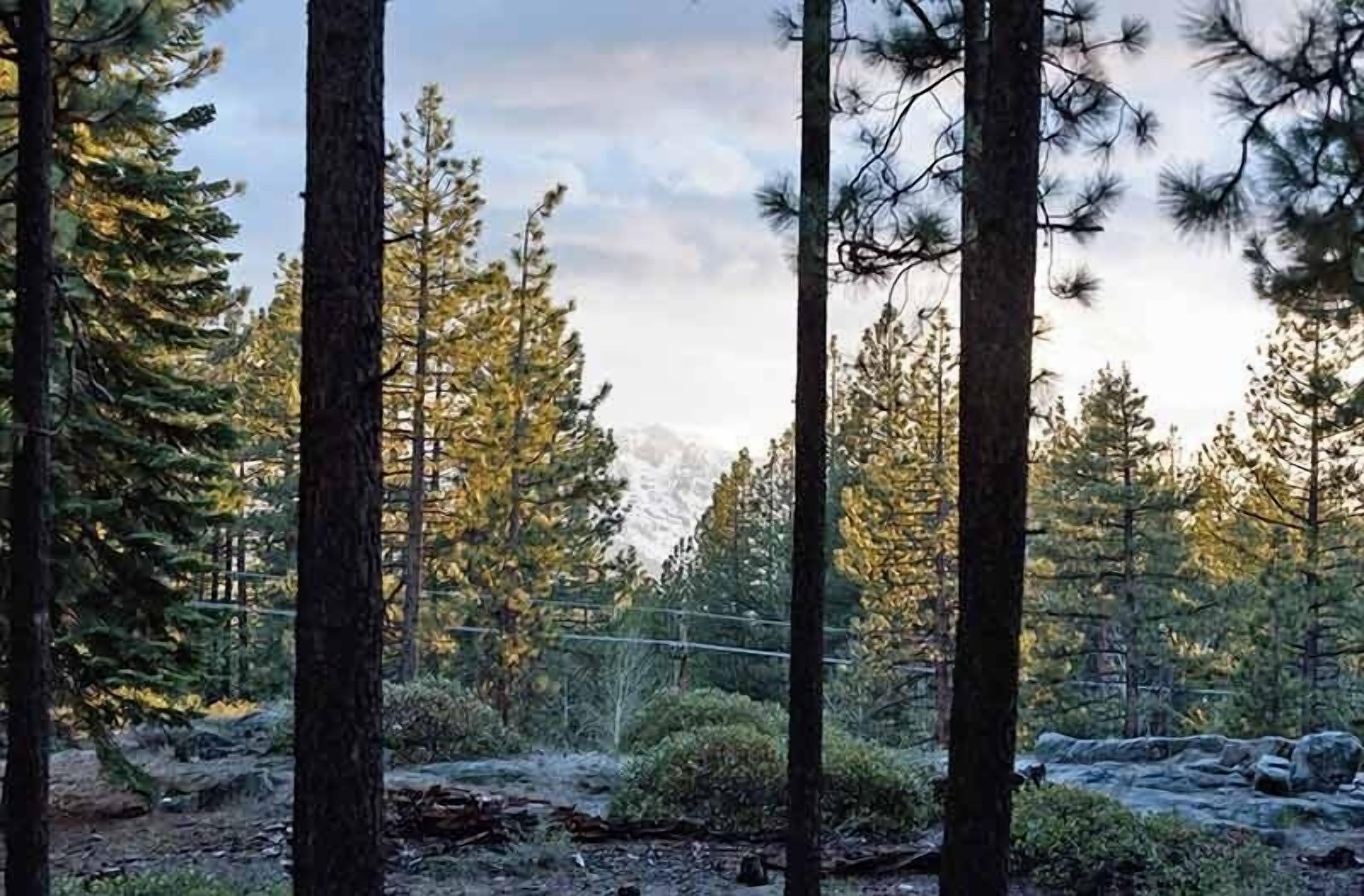 A forest with tall pine trees and a mountain in the background.