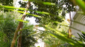A concrete pathway flanked by dense tropical foliage, leading towards a building with a white exterior. - Casa Tulum (Tulum)