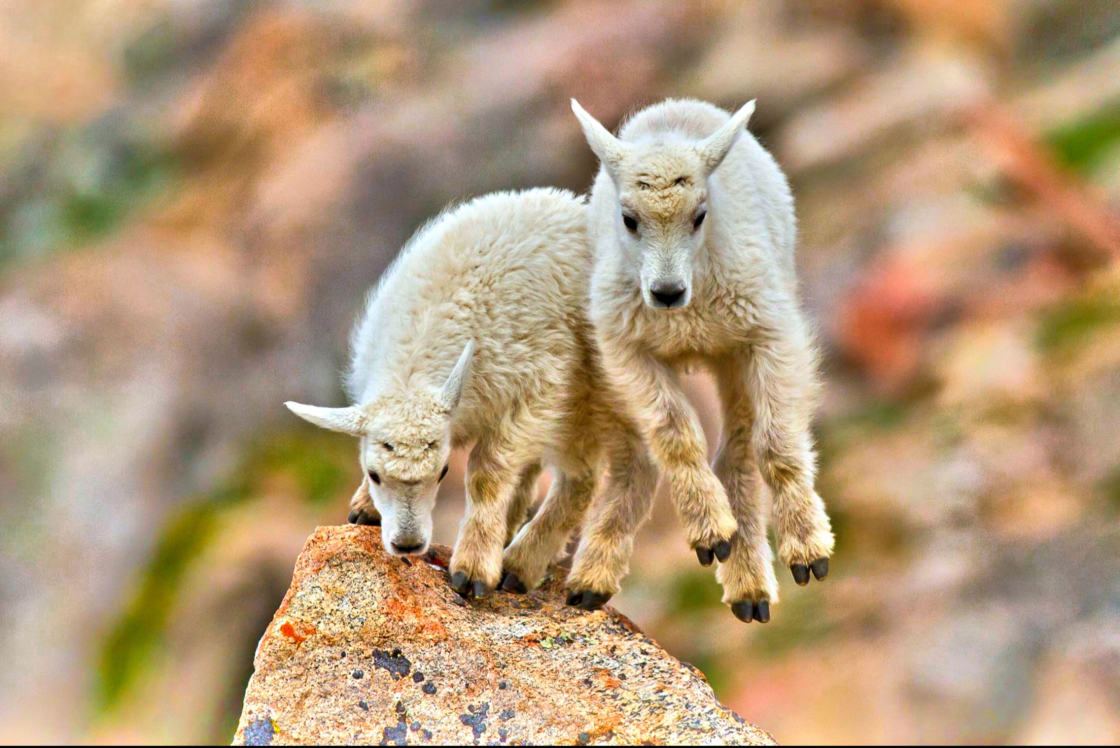 Two lambs on a rocky surface.