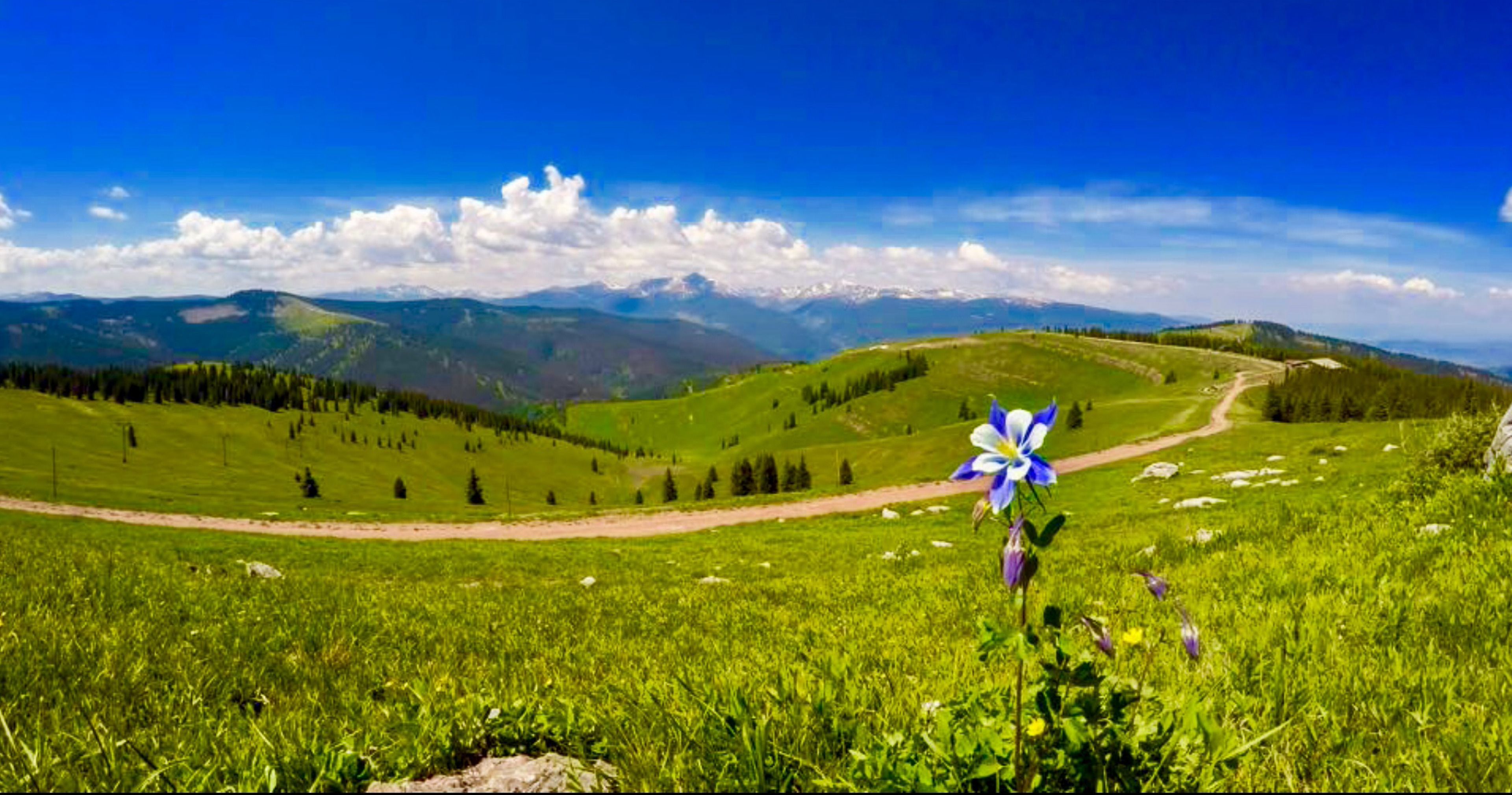 A grassy field with a single flower and a dirt path leading to distant mountains.