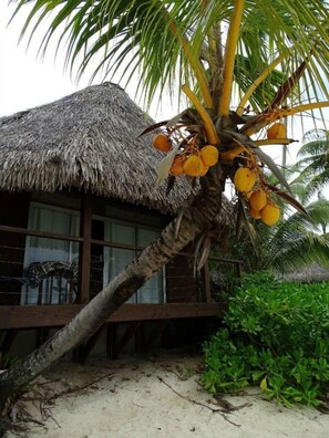 Standard Bungalow - Les Tipaniers (Moorea-Maiao)