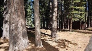 Un área boscosa con árboles altos y un sendero de tierra.