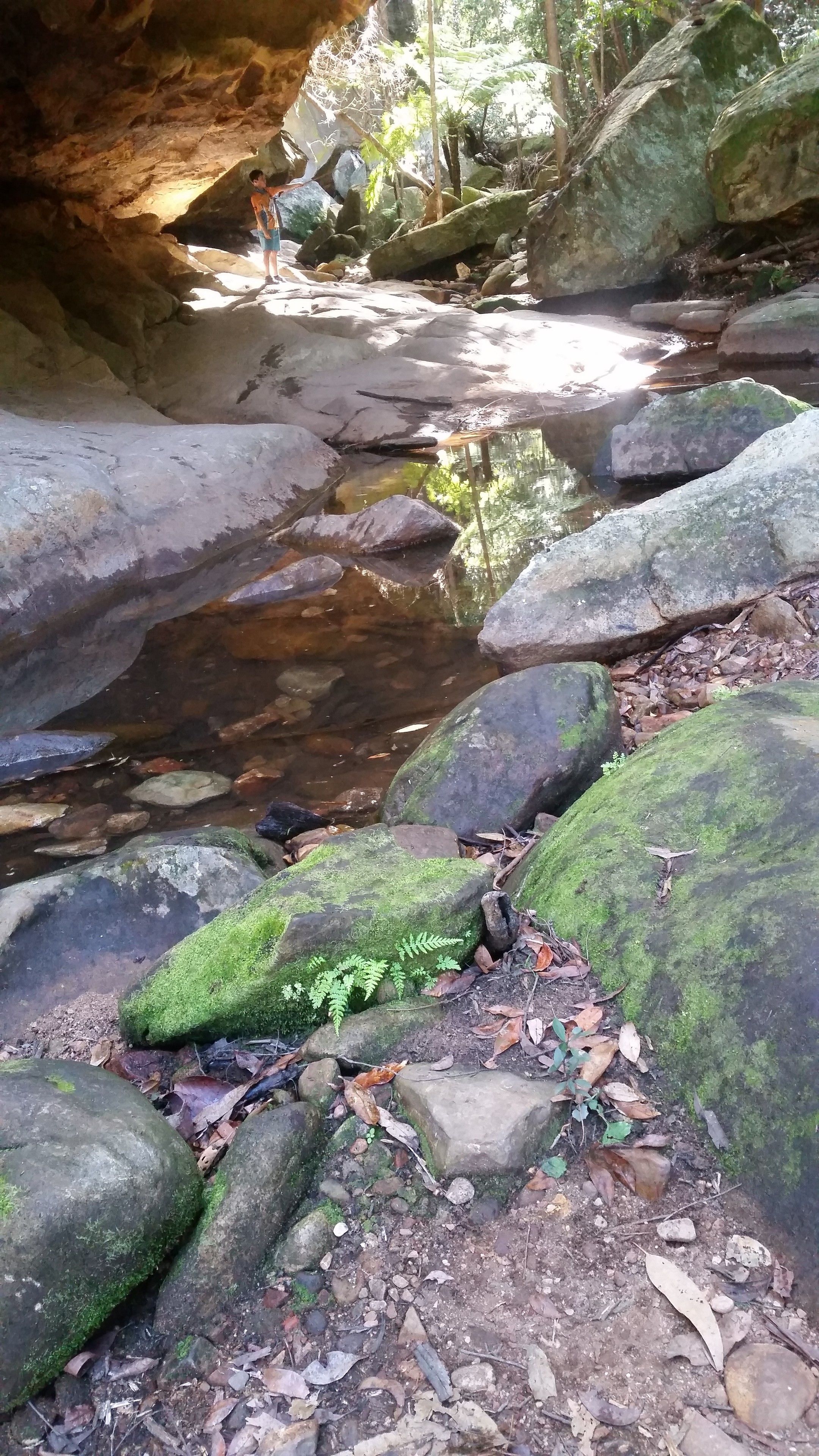 Un arroyo rocoso natural con rocas cubiertas de musgo y helechos.