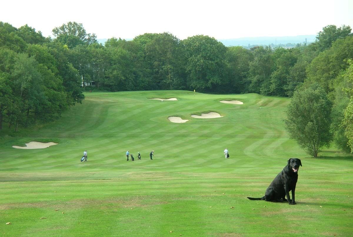 A golf course with sand bunkers and a dog sitting on the grass.