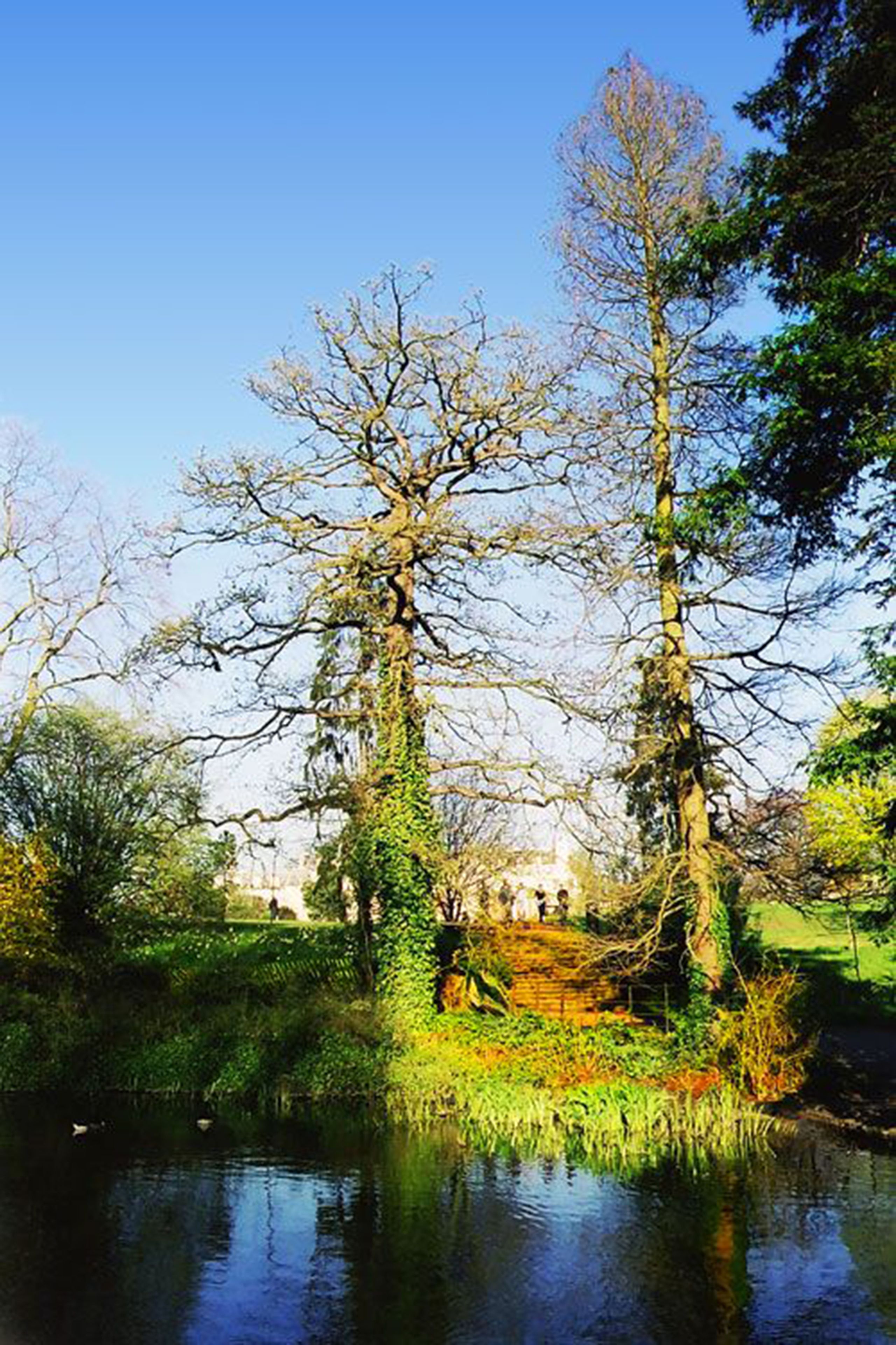 Een rustig park met een vijver, bomen en een gazon.