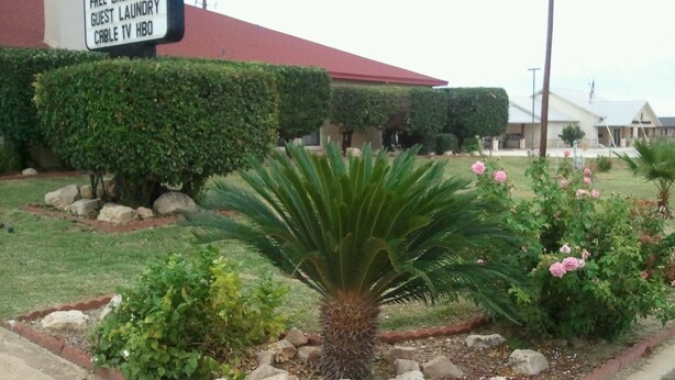 A landscaped garden with a palm tree, flowering bushes, and a signboard advertising amenities like pool internet, free breakfast, guest laundry, and cable TV HBO. - Royal Inn Pearsall (Pearsall)